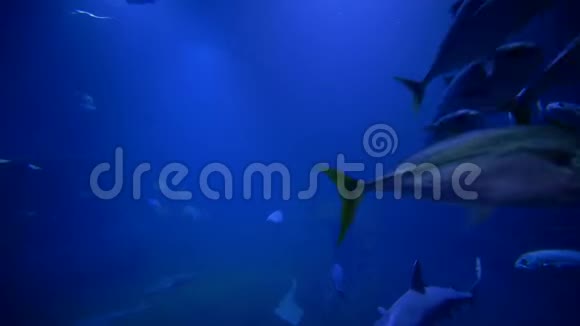 海洋动物园鱼类鲨鱼和黄貂鱼在蓝色的大型水族馆游泳视频的预览图