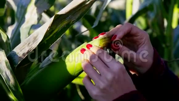 女孩的手从玉米穗上取下叶子茎影视频的预览图