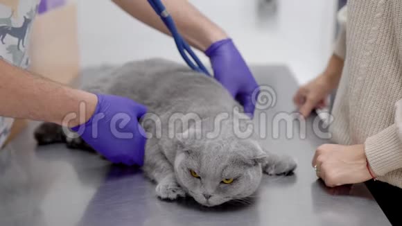 兽医用听诊器听猫心脏生病宠物纯种英国猫视频的预览图