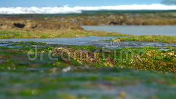 海浪在褐色的岩石上缓慢地冲刷绿色的海藻视频的预览图