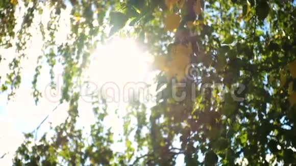 秋天的桦树在风中落叶视频的预览图