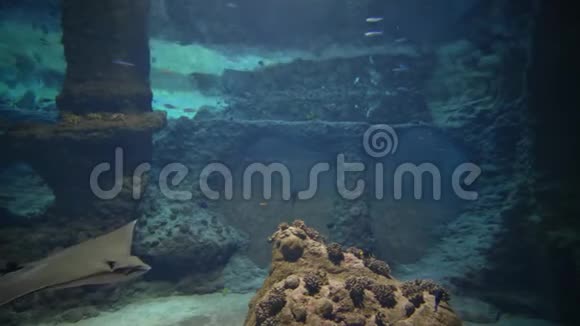 美丽的海底世界水生动物在大型水族馆游泳视频的预览图