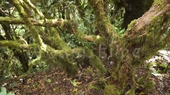 快关门月桂树树干被苔藓覆盖加那利群岛特内里费热带雨林视频的预览图