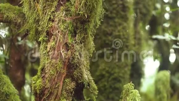 快关门月桂树树干被苔藓覆盖加那利群岛特内里费热带雨林视频的预览图