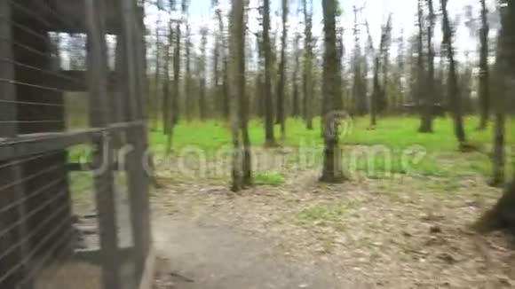动物园笼子里的浣熊视频的预览图