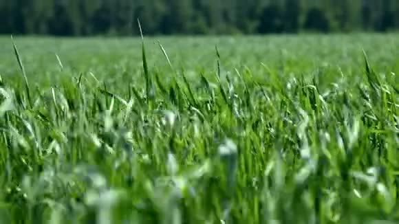 在田野上卷起一阵年轻的绿色麦秆视频的预览图