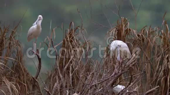 非洲是一种长腿的鸟是一种大树上的科鸟视频的预览图