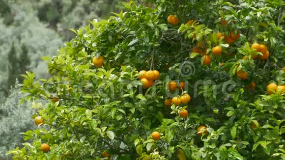 树上的橙果视频的预览图