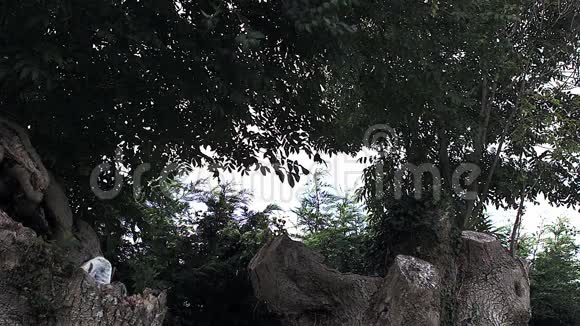在法国诺曼底从树起飞的成年飞行中的长鹰猫头鹰阿西欧视频的预览图