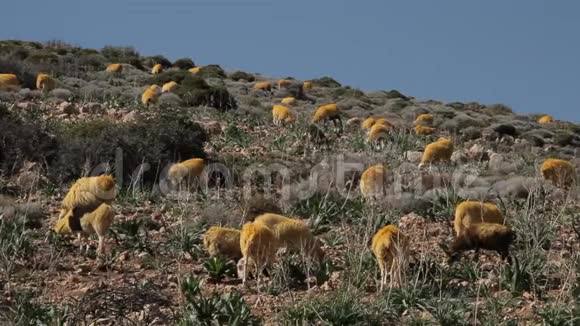 希腊山上放牧的羊视频的预览图