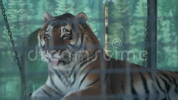 阿穆尔虎躺在动物园的笼子里视频的预览图