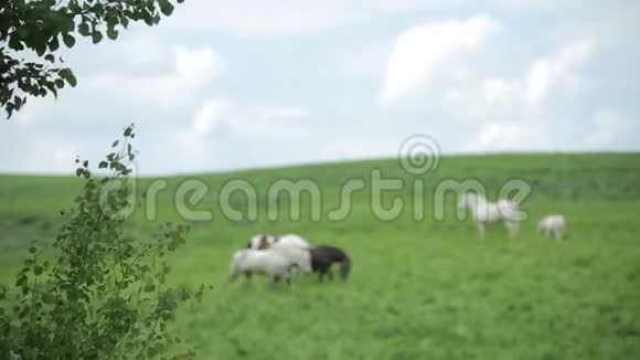 美丽的马在绿色的田野里吃草视频的预览图