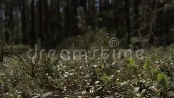 镜头前移过松林茂密的草地4K视频的预览图