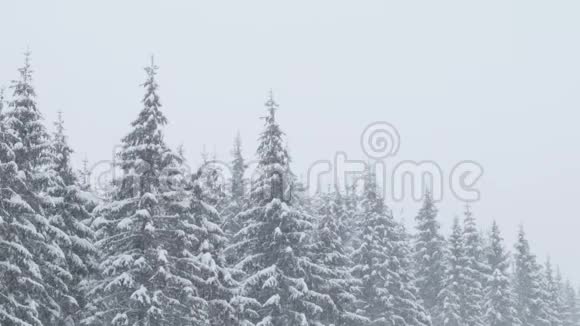 冬天森林下大雪视频的预览图