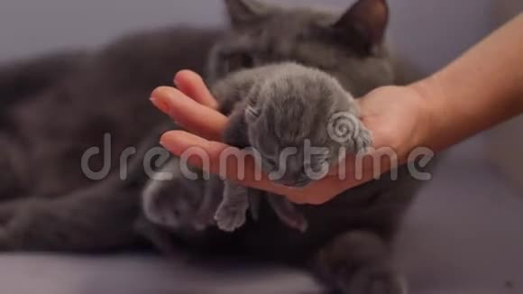 新出生的小猫睡在人类的手上视频的预览图