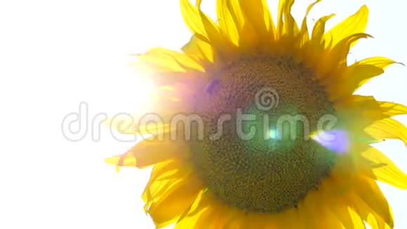 黄色的向日葵靠近太阳光线通过的地方在向日葵蜜蜂中采集花蜜视频的预览图