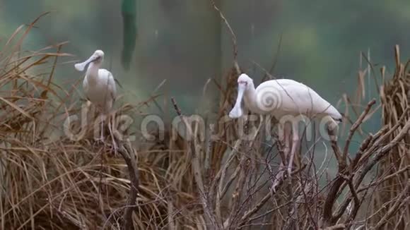 动物园普拉塔利亚阿尔巴是一只长腿涉水的鸟是伊比斯和科在树上视频的预览图