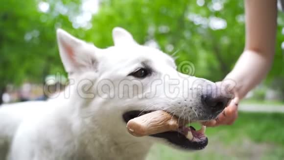 白色瑞士牧羊犬咬一根棍子视频的预览图