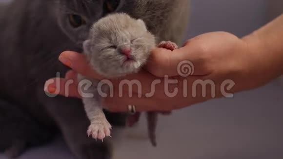 新出生的小猫睡在人类的手上视频的预览图