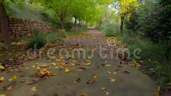 在地面上行进在一条秋天的道路上前进地上满是树叶还有黄色橙色和绿色的树视频的预览图