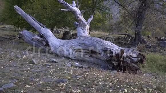 一棵死树的树干躺在树林里的地上视频的预览图