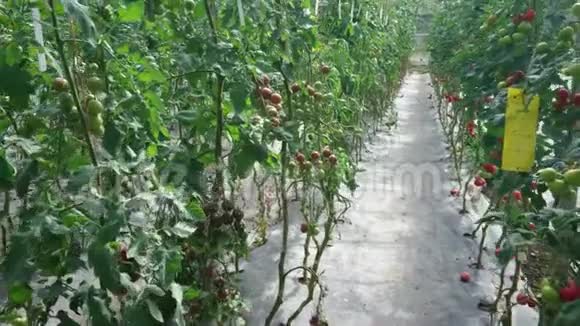 穿过番茄植物视频的预览图