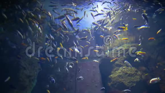 许多鱼在水族馆里游泳有光线深海世界视频的预览图