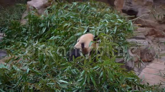 一只可爱的熊猫熊坐在竹枝上吃东西慢镜头视频的预览图