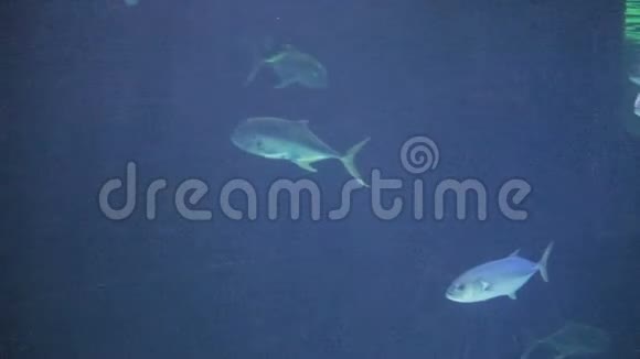 浅蓝色的鱼在游泳视频的预览图