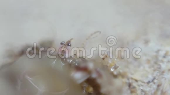 一只小型甲壳动物的头部视频的预览图