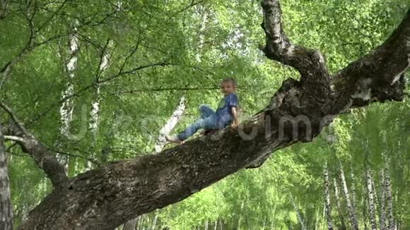 小朋友在森林里的桦树上爬小朋友站在树枝上勇敢的童年视频的预览图
