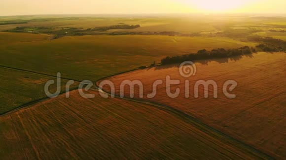 日落时的空中摄影场麦田绿色的田野向日葵和玉米的田野农业视频的预览图