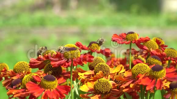 蜜蜂绕着橙色的花飞采集花蜜视频的预览图