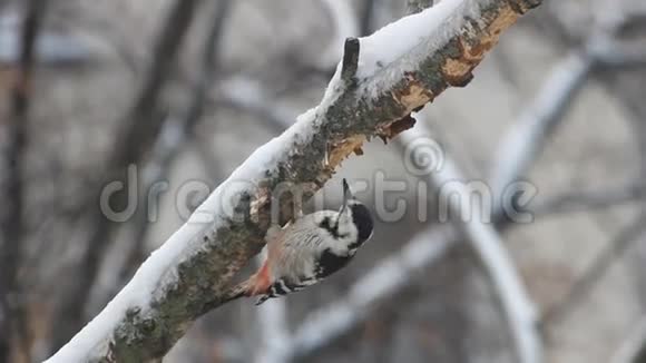 桦树上的啄木鸟视频的预览图