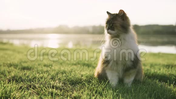猫躺在草地上环顾河岸视频的预览图