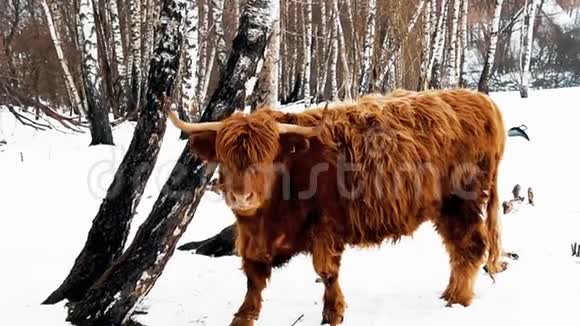 高原牛冬季用角抓褐牛视频的预览图