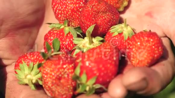 一个农民在他的手掌显示一个红色草莓与特写园丁收集成熟的浆果农夫的手掌很好吃视频的预览图