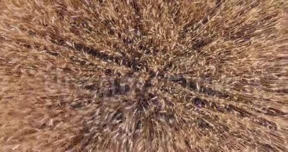 空中摄像机在混合的混沌痕迹的金色麦田上展开视频的预览图