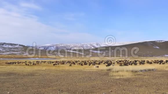 在大草原上放牧的牛羊群视频的预览图