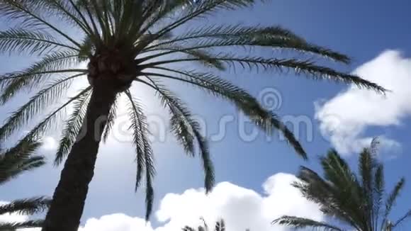 时光流逝棕榈树带云视频的预览图