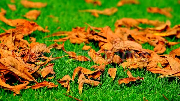 秋天的落叶映着绿草视频的预览图