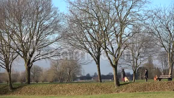 公园里的风景两个人带着大狗散步视频的预览图