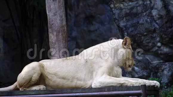 动物园里的雌性狮子视频的预览图