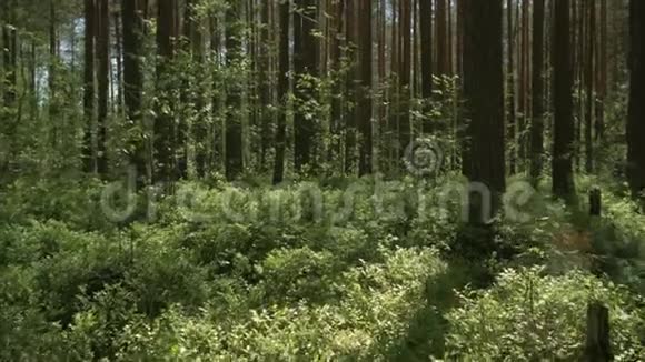 镜头前移过松林茂密的草地4K视频的预览图