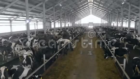 奶牛群站在牛棚里靠近视频的预览图