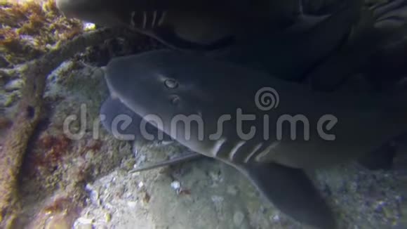 鲨鱼组关闭灰色地毯鲨鱼盲鲨宁静的底层居住鲨鱼视频的预览图