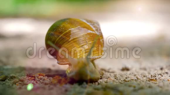 大罗马蜗牛宏观视野视频的预览图