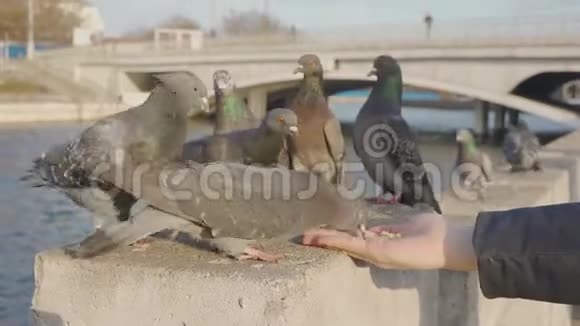 一群鸽子吃手里的面包屑视频的预览图