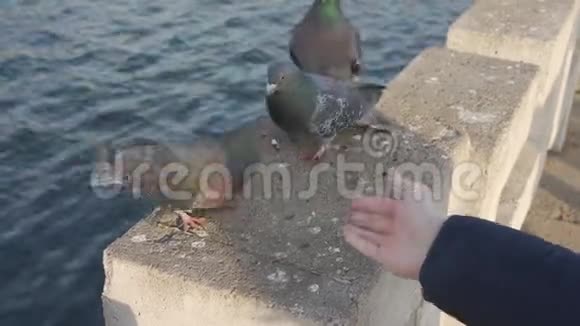 一群鸽子吃手里的面包屑视频的预览图