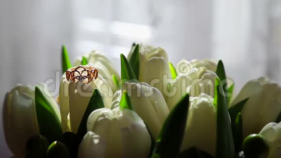 白色郁金香为背景一束白色郁金香上的结婚戒指太阳的光芒落在一束白色的阳光上视频的预览图